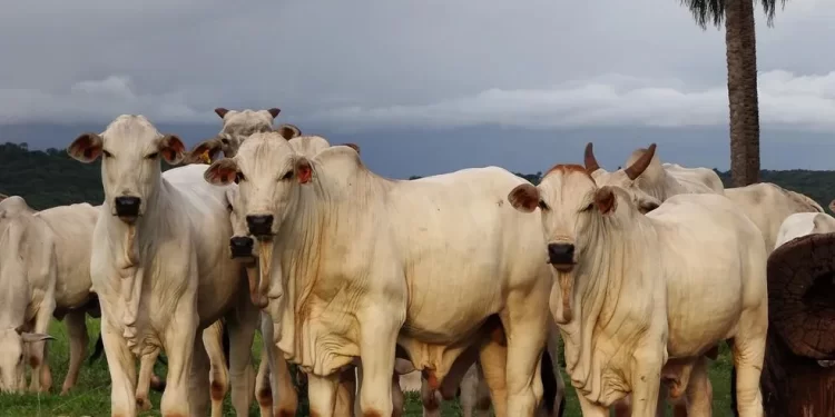 Maranhão suspenderá vacinação contra febre aftosa a partir de 2024