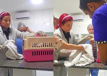 Médicos veterinários mostram como ‘sobreviveram’ ao atender gato feroz em clínica