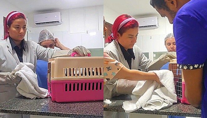 Médicos veterinários mostram como ‘sobreviveram’ ao atender gato feroz em clínica