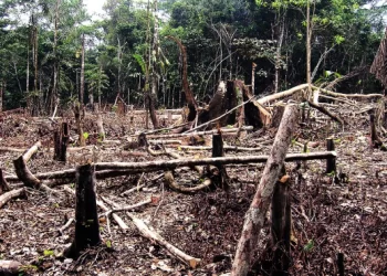 Maranhão entre os que mais desmatam o Cerrado brasileiro