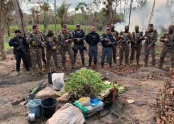 Pedro do Rosário: Polícia descobre e destrói 5 mil pés de maconha