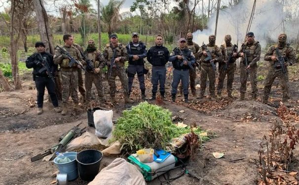 Pedro do Rosário: Polícia descobre e destrói 5 mil pés de maconha
