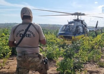 Grajaú: Operação da PF destrói 7,5 toneladas de maconha no interior
