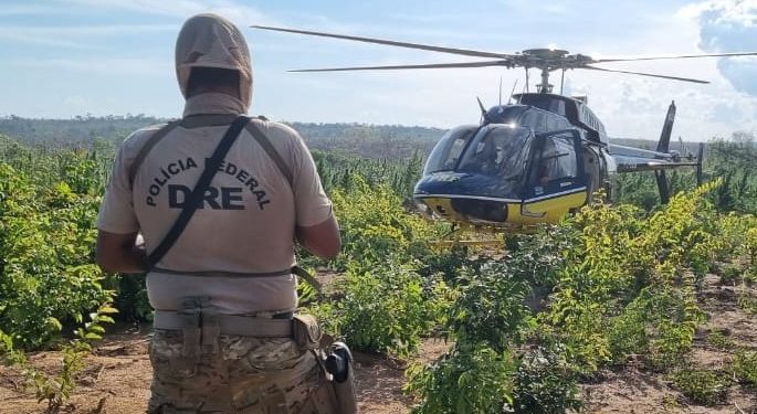 Grajaú: Operação da PF destrói 7,5 toneladas de maconha no interior