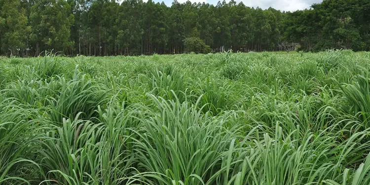 Nova cultivar de capim tem maior produtividade em áreas de baixa fertilidade