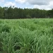 Nova cultivar de capim tem maior produtividade em áreas de baixa fertilidade