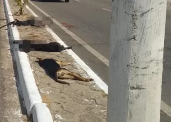 São Luís: Motorista de caminhão-tanque atropela e mata três cães em avenida