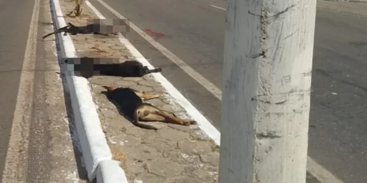 São Luís: Motorista de caminhão-tanque atropela e mata três cães em avenida