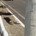 São Luís: Motorista de caminhão-tanque atropela e mata três cães em avenida