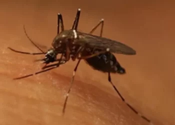 Butantan iniciará teste pré-clínico de vacina contra Zika em 2024