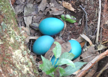 De quem são estes lindos ovos azul-turquesa?