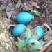 De quem são estes lindos ovos azul-turquesa?