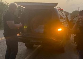 Alcântara: Homem é preso suspeito de cometer violência doméstica contra companheira em Alcântara, no MA