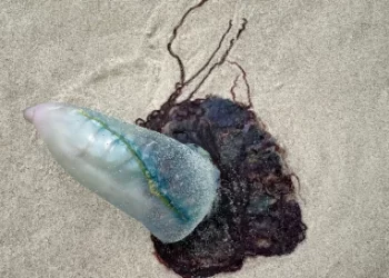 São Luís já registrou mais de 250 ocorrências de queimaduras causadas por caravelas este ano