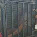 Médico é preso após estuprar adolescente em consultório de posto de saúde em Açailândia