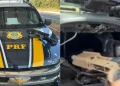 Dois fuzis são encontrados escondidos em veículo durante fiscalização na BR-226